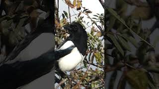 Download lagu Panggilan Burung Murai | Suara dan Kicauan Burung mp3