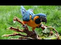 Stormy The Blue Throated Macaw And His Carrot Trick Paradise Park Cornwall
