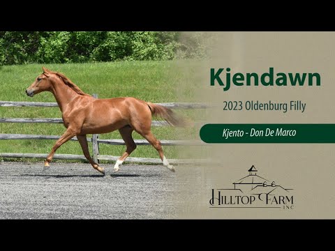 Kjendawn- 2023 Oldenburg Filly by Kjento