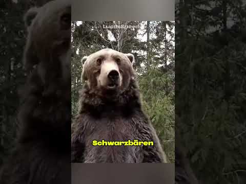 Diese Fehler mit Tieren können tödlich enden! 😳