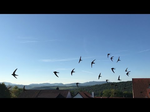 Naturporträt Seltisberg