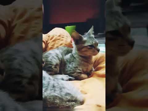 Cats are just lazy.... #shorts #catshorts #MrPrasoon