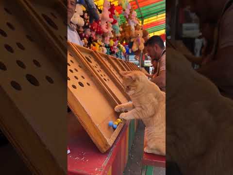 Guerrito ganó el premio más grande de la feria 🐱🐟