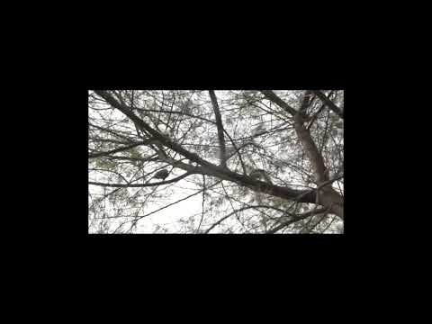 HCL Harit - The Sorkha Story