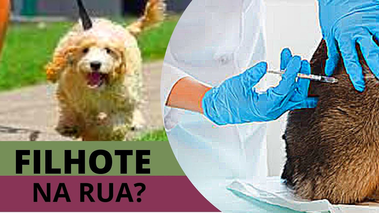 [VACINA] QUANDO PODE SAIR NA RUA COM O FILHOTE DEPOIS DA VACINA IMPORTADA