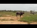 MADAGUPATTTI KARUPPAN UCP