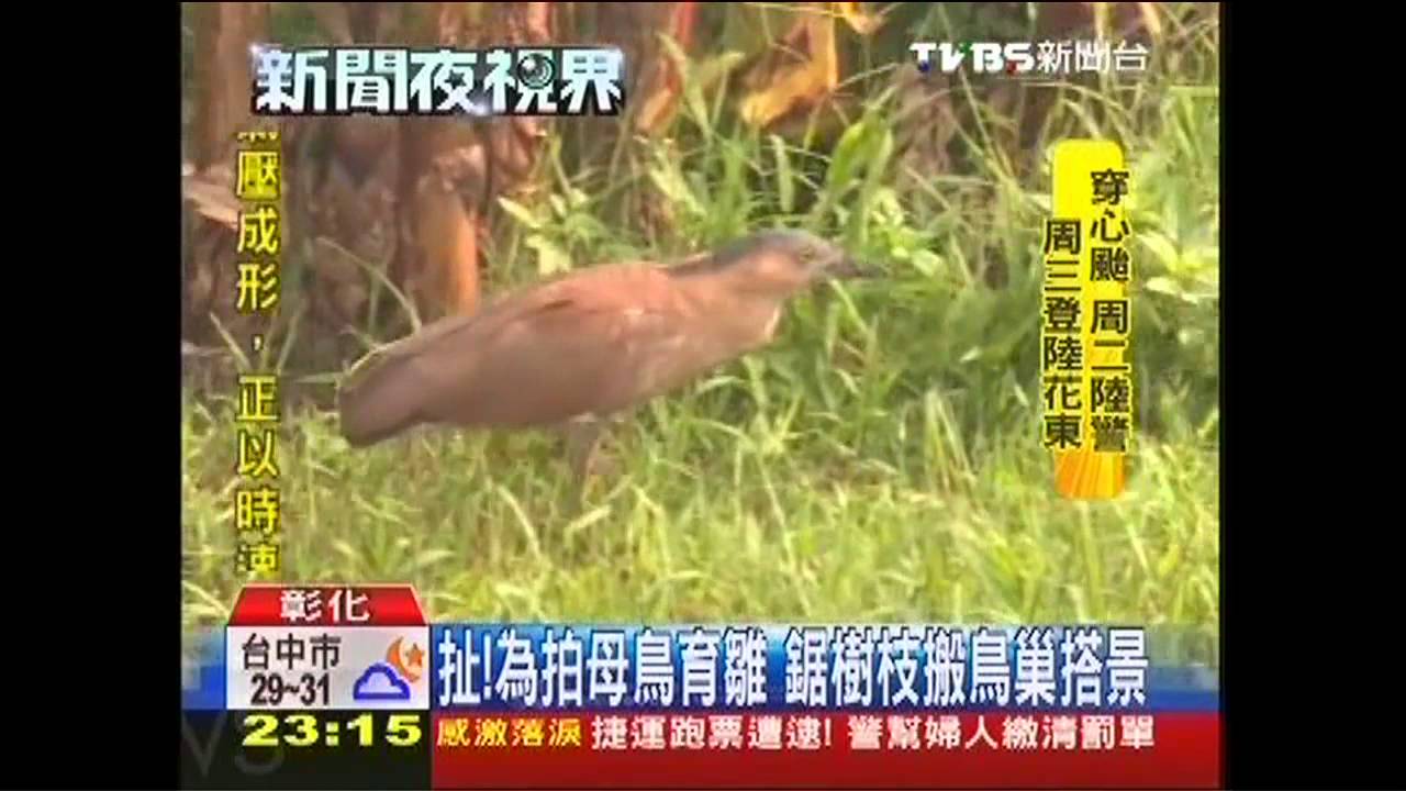 扯!為拍母鳥育雛 鋸樹枝搬鳥巢搭景