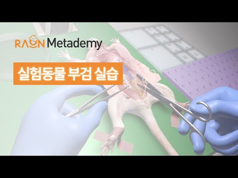 AI · XR 동물실험 술기 가상실습