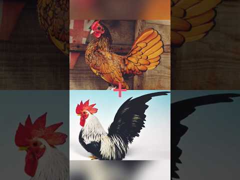 Hybrid of Sebright chicken and Japanese Bantam