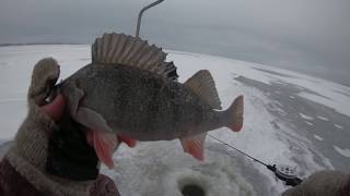 Ловля окуня зимой на московском море