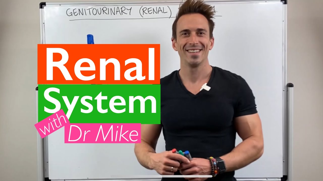Renal System - Overview