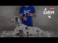 Видео о товаре Luca, ошейник-поводок / EzyDog (Австралия)