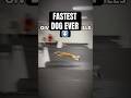 FASTEST DOG EVER Dogs Sports Flyball