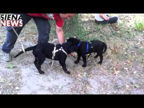 SienaNews.it - classi di socializzazione