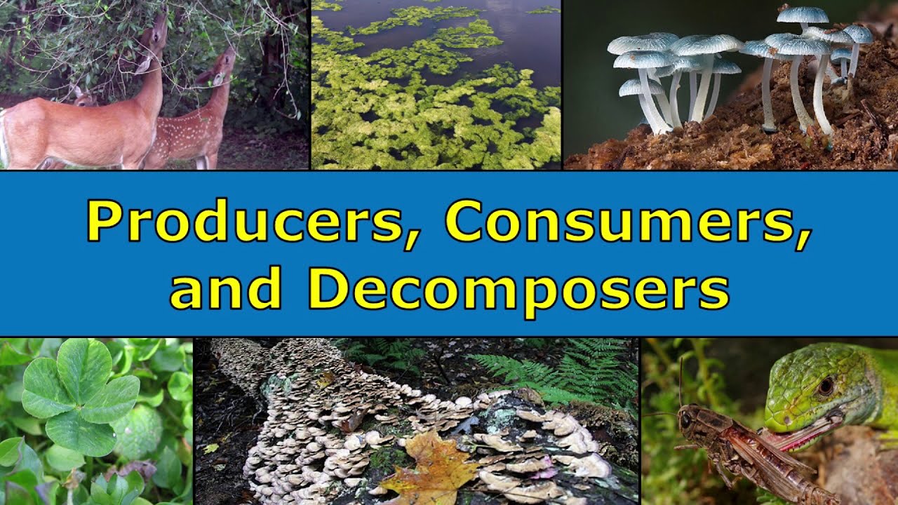 Producers, Consumers, and Decomposers Overview