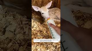 We Found an Injured Fawn Alone in the Grass 🌿🦌