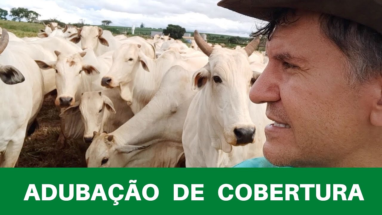 APLICAÇÃO  DE ADUBO DE COBERTURA - PASTEJO ROTACIONADO