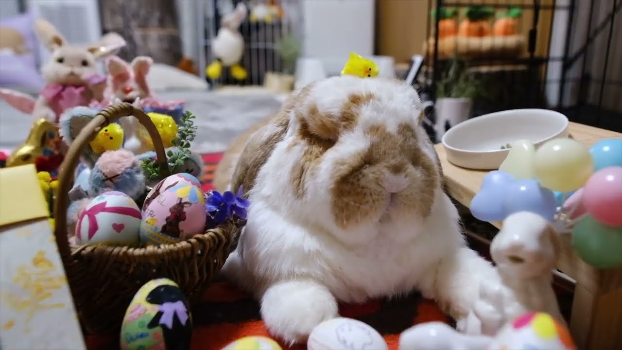 うさぎたちによるエッグハント！ハッピーイースター！