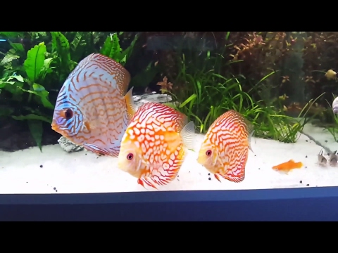 Stendker Discus Tank! Update, New Tankmates and All info about it.
