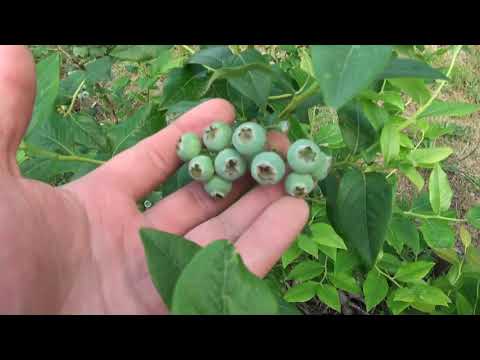 Krzewy owocowe - jak się u nas mają w 2020 roku?