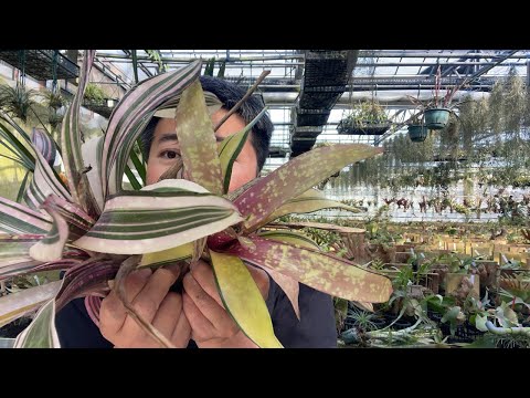 フロリバンダ「テキーラ 2003」 植物