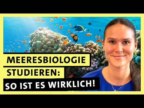 Meeresbiologie studieren: Ein besonderes Studium! | alpha Uni