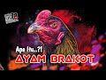 Beginners Must Know What Is Modern Brakot Style Chicken