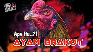 Download lagu Pemula Harus Tau Apa Itu Ayam Modern Gaya Brakot !? mp3