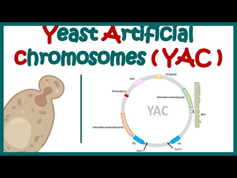 Yeast artificial chromosome (YAC) | What are the components of yeast artificial chromosome?