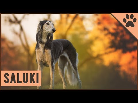 Saluki Dog Breed - The Persian Sighthound