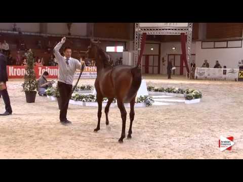 N.26 D KARRAR - Wels 2015 - Colts 1 year old (Class 3B)