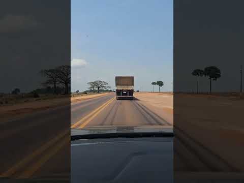 🔥35ºC na Estrada! De Itaúba a Sinop (MT) + A Imensa Castanheira 🌳 / #shorts #matogrosso