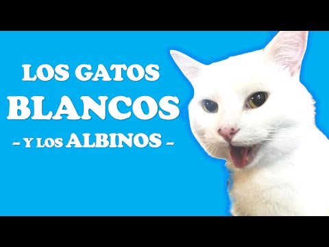 Los gatos blancos (y los albinos)