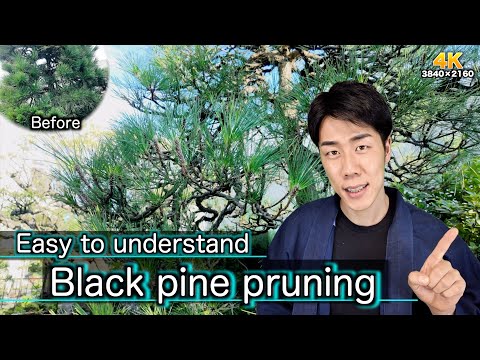 essential for Japanese gardens pine tree pruning