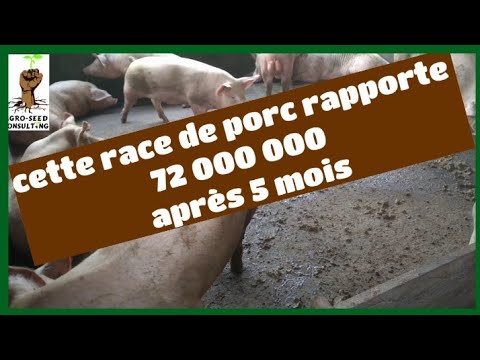 , title : 'cette race de porc rapporte 72 000 000 FCFA à cette ferme agricole après 5 mois'