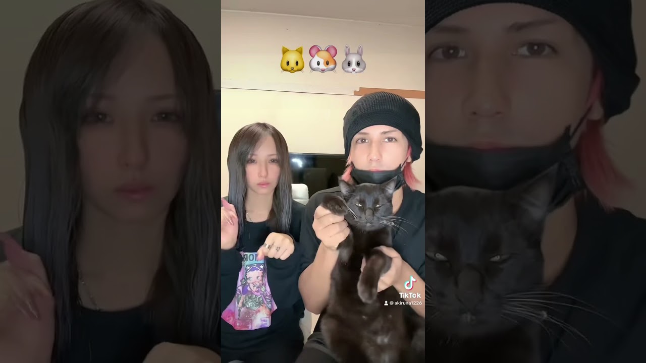 可愛いアニマルズ💕cute animals TikTok🐇　#shorts # #animal  #cat