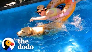 Golden Retriever Uses His Mom's Raft To Save His Ball From Pool | The Dodo by The Dodo