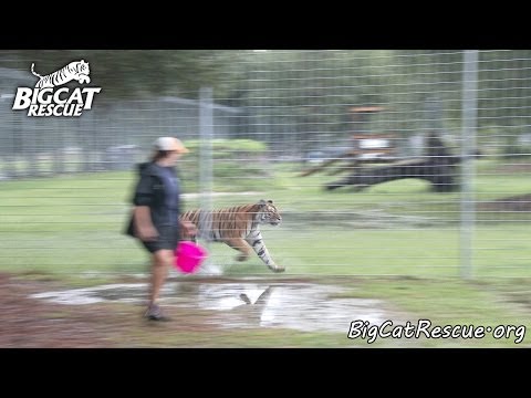 Daily Big Cat - 9-25-14 - Keisha Leaves Vacation Rotation