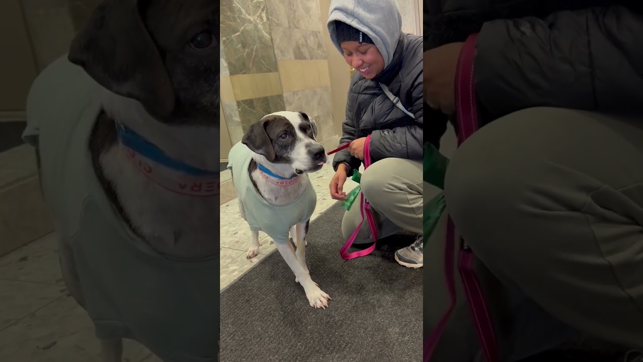 Enlarge Catfish, a ADOPTABLE mixed breed in New York, NY video 6/6