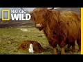 Highland Cattle Hide And Seek Animal Moms