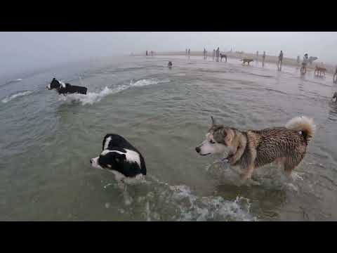 OB dog beach walks