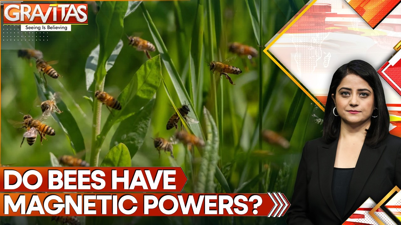 Researchers Say Bees May Have Earth's Hidden Compass | GRAVITAS