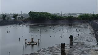 季新友善水鳥魚塭：黑尾鷸大過境