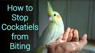 How to Stop Cockatiels from Biting.