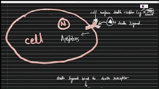 Extrinsic pathway of apoptosis/ cell death mechanism