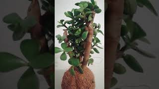 Ejercicio práctico de Contemplación de un Bonsai