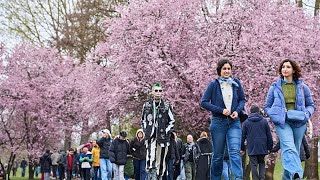 Kirschblüten begeistern Einheimische und Touristen in diesem Frühling in Berlin