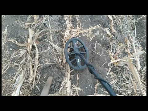 búsqueda por la tarde entre doris 🐠y el gran pez 🐟 ep. 49, temp-4