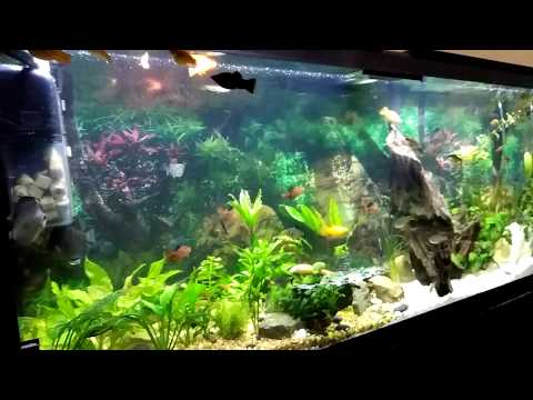 Martin's Cichlid fish Tank Update 75 - bringing my new Discus fish back to health