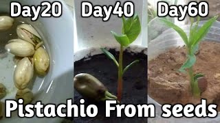 How To Grow Pistachio / Pista From Seeds.. Germination to Healthy plants..  Full video